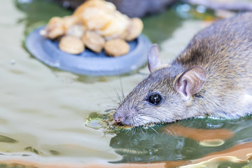 Glue rat trap, rat is sticking on the trap glue