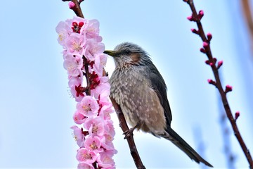 アンズの花とヒヨドリ