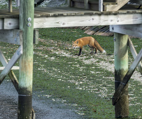 Fox foraging below dock