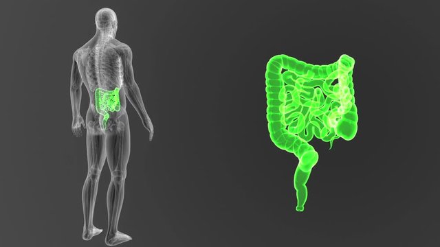 Intestine zoom with Anatomy