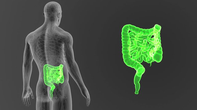 Intestine zoom with CS