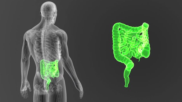 Intestine zoom with Anatomy