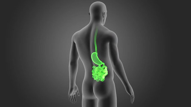 Stomach and Small Intestine with Body
