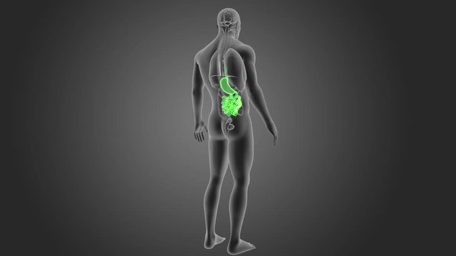 Stomach and Small Intestine with Organs