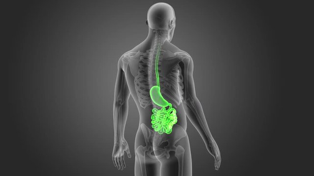 Stomach and Small Intestine with Skeleton