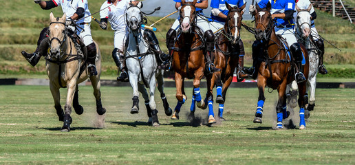 Horses and Players in Polo Horse