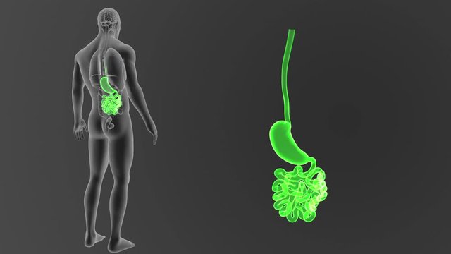 Stomach and Small Intestine zoom with Organs