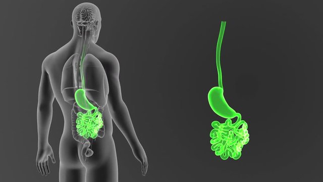 Stomach and Small Intestine zoom with Organs
