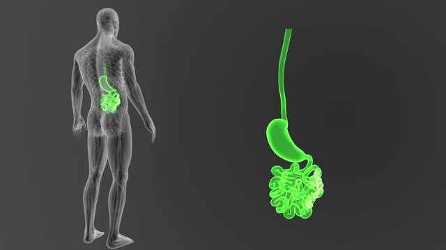 Stomach and Small Intestine zoom with CS