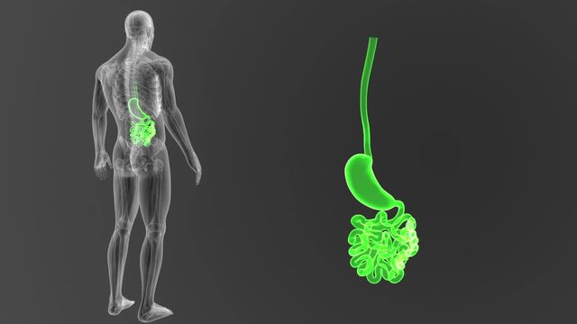 Stomach and Small Intestine zoom with Anatomy.