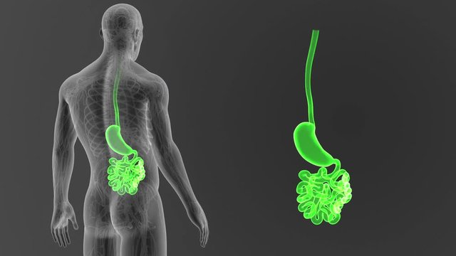 Stomach and Small Intestine zoom with CS