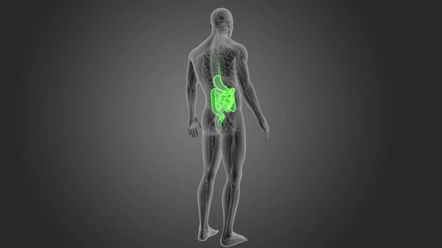 Stomach and Intestine with CS