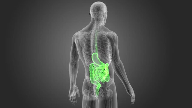 Stomach and Intestine with Anatomy