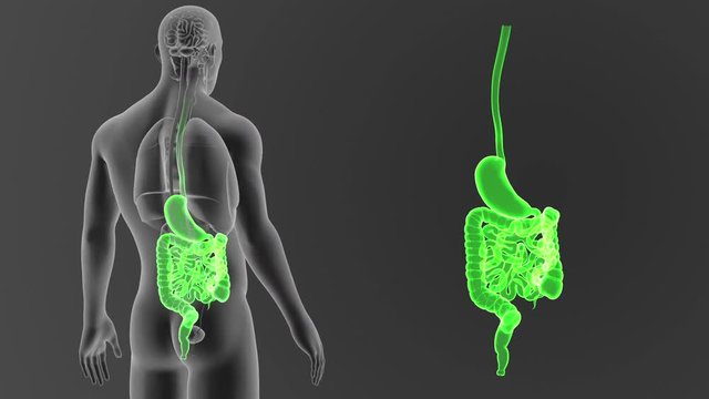 Stomach and Intestine zoom with Organs