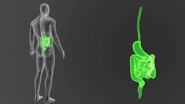 Stomach and Intestine zoom with CS