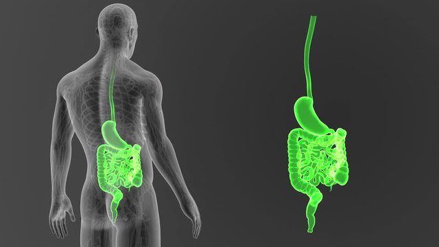 Stomach and Intestine zoom with CS