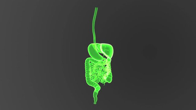 Digestive System 