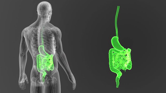 Digestive System 