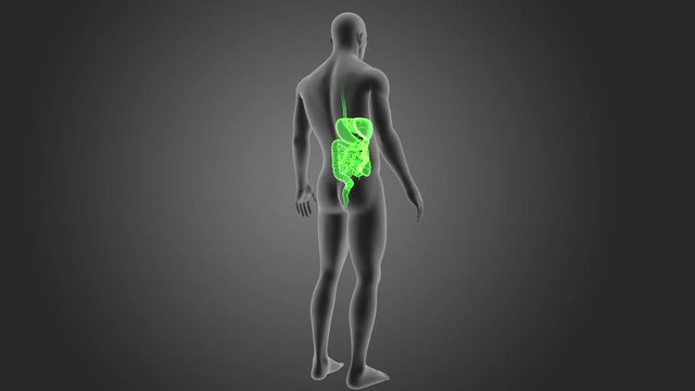 Digestive System with Body