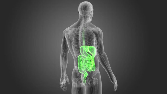 Digestive System with Anatomy