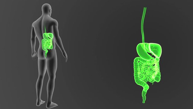 Digestive System zoom with Body