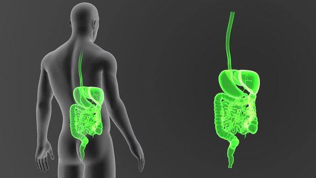 Digestive System zoom with Body