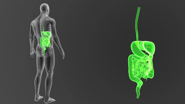 Digestive System zoom with Skeleton