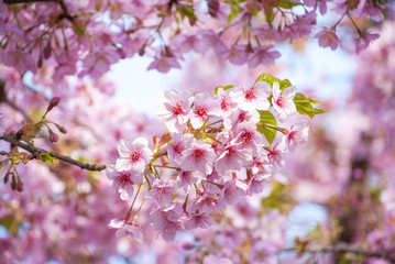 Fototapeta na wymiar 桜と青い空