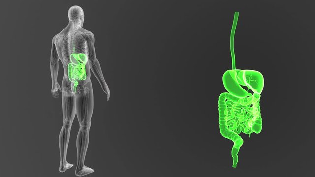 Digestive System zoom with Anatomy