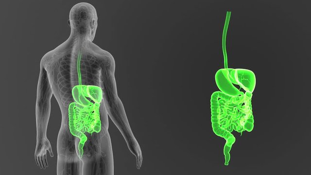 Digestive System zoom with Circulatory system