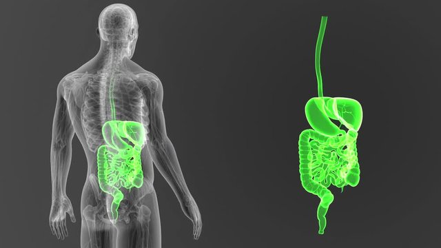 Digestive System zoom with Anatomy