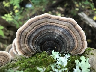Trametes Versicolour Fungi