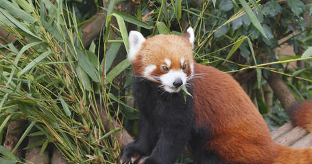 Red panda eating bamboo tree