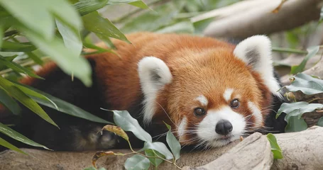 Foto op Plexiglas Schattige rode panda © leungchopan