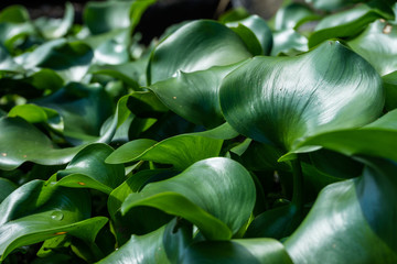 ホテイアオイの葉