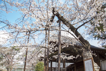 靖国神社　桜の標準木