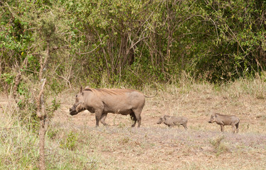 Fototapeta premium Warthog family (scientific name: Phacochoerus aethiopicus, or 