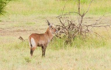Closeup of Waterbuck (scientific name: Kobus ellipsiprymnus, or 