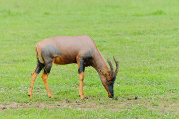 Closeup of Topi (scientific name: Damaliscus lunatus jimela or 