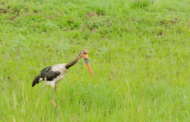 Saddle-billed stork (Ephippiorhynchus senegalensis) in Serengeti National Park