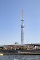 隅田公園と東京スカイツリー