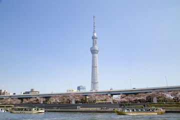 Obraz premium 隅田公園と東京スカイツリー