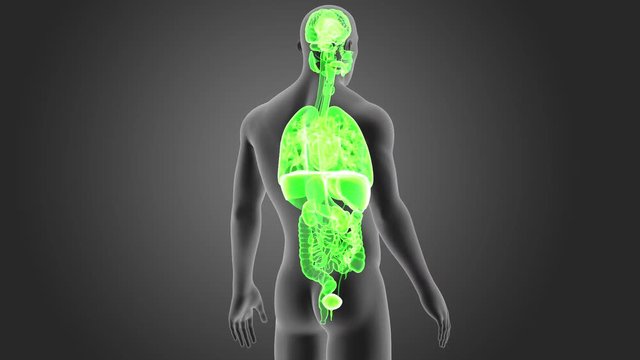 Organs with Body