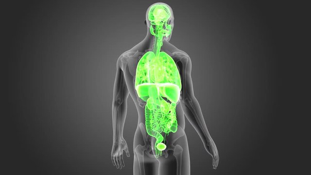 Organs with Skeleton