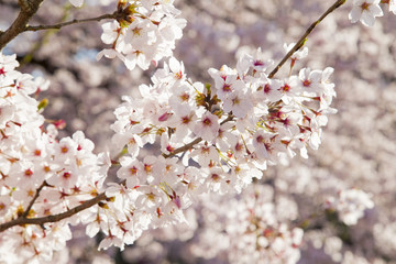 Obraz premium 砧公園の桜