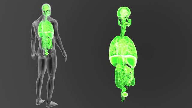 Organs zoom with Skeleton