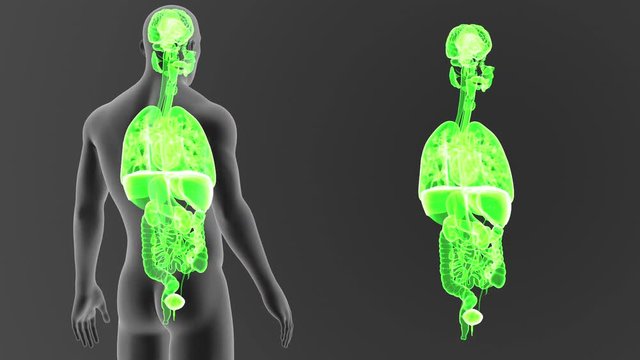 Organs zoom with Body