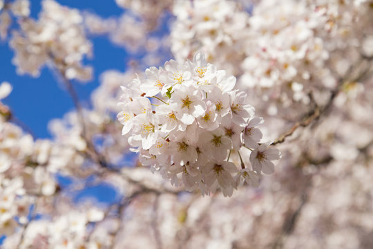 砧公園の桜 © naoko