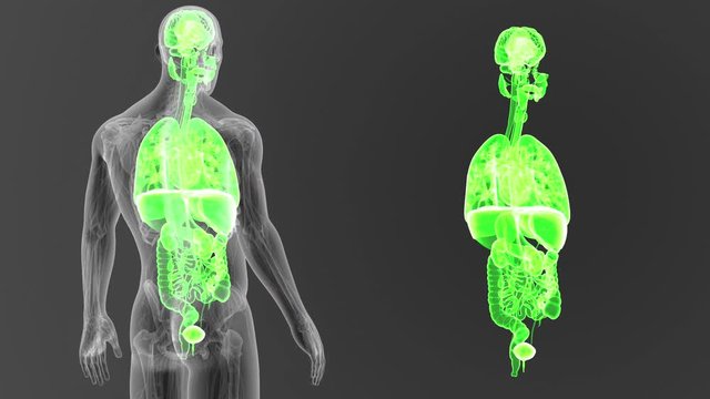 Organs zoom with Anatomy