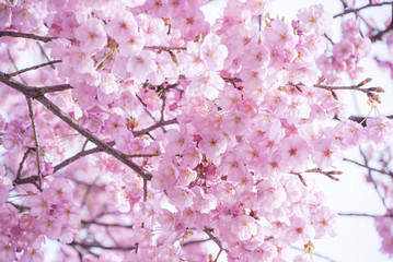 満開の桜
